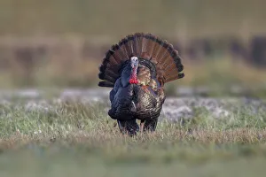 Osceola turkey, near Stick Marsh, Florida
