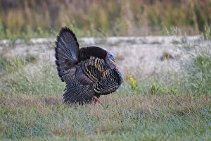 Central Florida Prints: Osceola turkey, near Stick Marsh, Florida