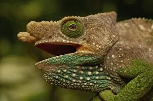Images Dated 28th December 2005: Oshaughnessyi Chameleon (Calumma Oshaughnessyi). Madagascar