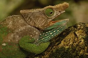 Oshaughnessyi Chameleon (Calumma Oshaughnessyi). Madagascar