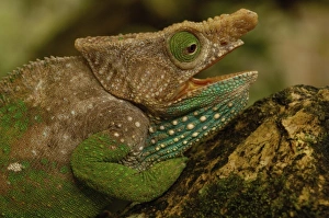 Images Dated 28th December 2005: Oshaughnessyi Chameleon (Calumma Oshaughnessyi). Madagascar
