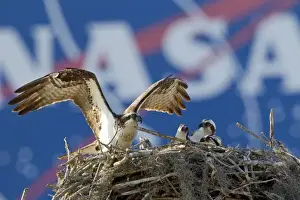 Osprey Prints: Osprey adult landing in nest by the Vehicle Assembly Building, (VAB) at Cape Canaveral