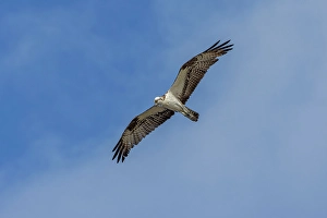 Marsh Prints: Osprey in flight, Merritt Island National Wildlife Refuge, Florida