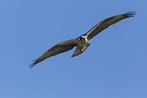 Pandion Haliaetus Prints: Osprey in flight near Rollins, Montana, USA