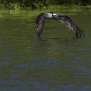 Osprey in-flight, Pandion haliaetus, Lake Woodruff NWR, Florida