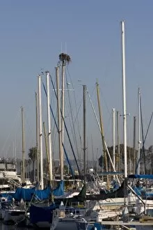 Images Dated 3rd February 2007: Osprey nest built at the top of ships mast in San Diego harbor