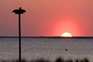 Osprey nesting at sunset on Abelmarle Sound at Kitty Hawk, North Carolina