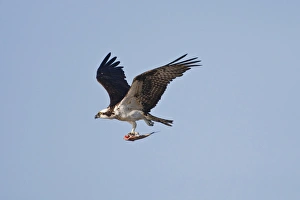 Aransas County Prints: Osprey (Pandion haliaetus) in flght with fish, Texas