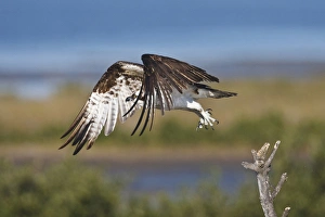 Pandion Haliaetus Prints: Osprey (Pandion haliaetus) in flght, Texas