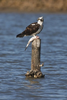 Aransas County Prints: Osprey (Pandion haliaetus) perched with fish, Texas