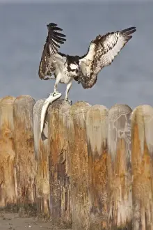 Pandion Haliaetus Prints: Osprey (Pandion haliaetus) on piling with menhaden caught in the Laguna Madre