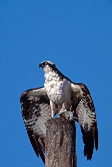 Charles Sleicher Prints: Osprey (Pandion haliaetus) on post with fish