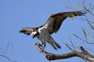 Images Dated 16th March 2007: Osprey sits on perch at Santee Lakes in San Diego CA