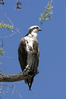 Images Dated 16th March 2007: Osprey sits on perch at Santee Lakes in San Diego CA