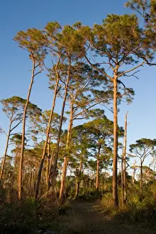 Day Hike Prints: The Osprey Trail in the long-leaf pine forest at Honeymoon Island State Park in Dunedin