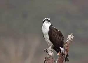 Talon Prints: Osprey in tree in the Sawtooth National Recreation Area in Idaho