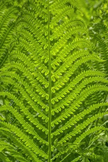Images Dated 22nd January 2021: Ostrich fern