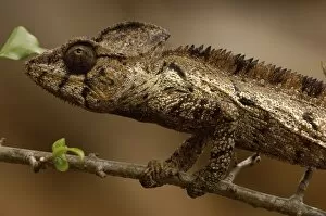 Images Dated 11th November 2005: Oustaleti chameleon (Furcifer oustaleti) Loky-Manambato - Daraina. Northern MADAGASCAR