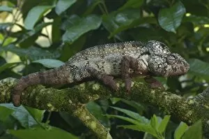 Images Dated 28th December 2005: Oustaleti chameleon (Furcifer oustaleti) Western and central regions of MADAGASCAR