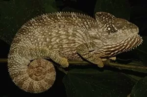 Images Dated 31st December 2005: Oustaleti chameleon (Furcifer oustaleti) Loky-Manambato - Daraina. Northern MADAGASCAR
