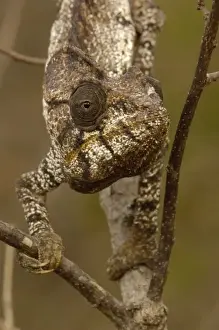 Oustaleti chameleon (Furcifer oustaleti) Loky-Manambato - Daraina. Northern MADAGASCAR