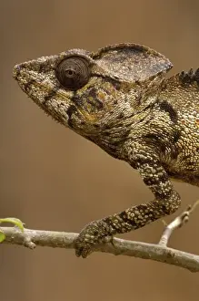 Oustaleti chameleon (Furcifer oustaleti) Loky-Manambato - Daraina. Northern MADAGASCAR