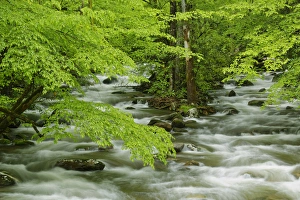Tennessee Prints: Overhanging maple tree branches in spring
