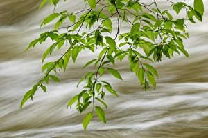 Tennessee Prints: Overhanging maple tree branches in spring