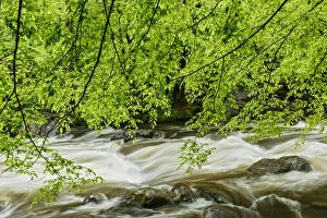 Tennessee Prints: Overhanging maple tree branches in spring