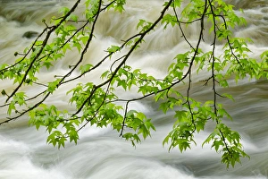Tennessee Prints: Overhanging maple tree branches in spring
