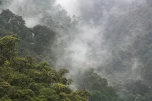 Overview of the cloud forest, Andes Mountains, Tandayapa Birding Lodge, Ecuador