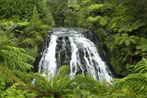 Fern Prints: Owharoa Falls, Karangahake Gorge, near Paeroa, Waikato, North Island, New Zealand
