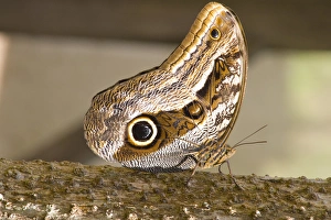 Agua Caliente Prints: OWl Butterfly, Butterfly Aviary, Agua Caliente, Sacred Valley, Province of Urubamba