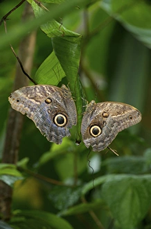 Banana Prints: Owl Butterfly (Caligo memnon), Costa Rica