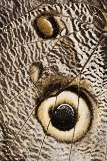 Burning Prints: Owl Butterfly (Caligo sp. ) Mindo Cloud Forest West slope of Andes
