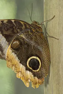 Images Dated 21st February 2012: Owl-eye butterfly (Caligo), Green Hills Butterfly Farm, Belize
