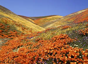 Prints of Owls Clover, CA Poppies, Coreopsis, Antelope Valley, CA Images Dated 2018 June: Owls Clover, CA Poppies, Coreopsis, Antelope Valley, CA