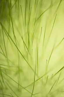 Grasses Prints: Owyhee County, ID, USA. Grasses detail along the edge of Squaw Creek