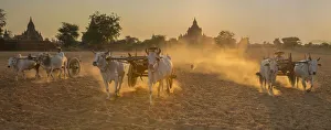 Mammals Prints: Oxcarts at work on a farm in Bagan, Myanmar
