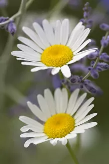 Oxeye Daisy (Chrysanthemum leucanthemum) Sunflower Family (Asteraceae) and lavendar