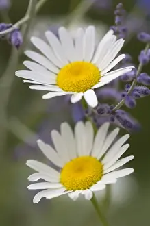 Asteraceae Prints: Oxeye Daisy (Chrysanthemum leucanthemum) Sunflower Family (Asteraceae) and lavendar