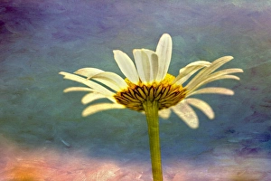 Kentucky Prints: Oxeye Daisy composited with textured background
