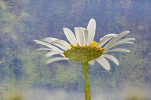 Painterly Prints: Oxeye Daisy composited with textured background