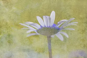 Prints of Oxeye Daisy composited with textured background Images Dated 2018 June: Oxeye Daisy composited with textured background