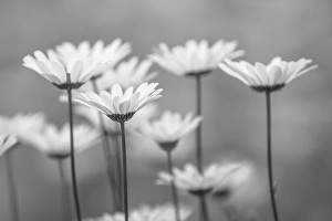 Lake Clark National Park And Pr Prints: Oxeye daisy flowers, Lake Clark National Park and Preserve, Alaska