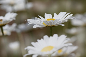 Kentucky Prints: Oxeye Daisy, Leucanthemum vulgare, Louisville, Kentucky