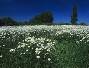 Wood Land Prints: Oxeye Daisy, Leucanthemum vulgare, blooming, Fretterans, France, May
