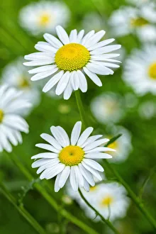 Stem Prints: Oxeye daisy, USA