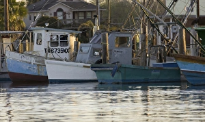 Marina Prints: Oyster boats at Seadrift, Texas marina