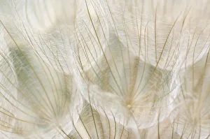 Images Dated 12th July 2005: Oyster Plant; Salsify (Tragopogon porrifolius) Sunflower Family (Asteraceae) Pennsylvania